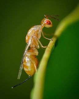 Pistachio seed chalcid