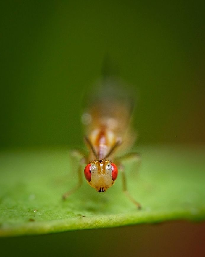 The Pistachio seed chalcid front view <figure class="photo"><a href="https://www.jungledragon.com/image/123901/megastigmus_pistaciae.html" title="Megastigmus pistaciae"><img src="https://s3.amazonaws.com/media.jungledragon.com/images/5939/123901_thumb.jpg?AWSAccessKeyId=05GMT0V3GWVNE7GGM1R2&Expires=1769040010&Signature=dl%2Fp%2BzEEXbnk2IH5SIFOLEJX34o%3D" width="122" height="152" alt="Megastigmus pistaciae I have only seen this kind of insect this one time and found it particularly interesting.<br />
https://www.jungledragon.com/image/132855/the_pistachio_seed_chalcid_side_view_02.html<br />
https://www.jungledragon.com/image/123910/another_perspective_on_specimen_below.html<br />
https://www.jungledragon.com/image/132856/the_pistachio_seed_chalcid_side_view_03.html Europe,Geotagged,Macro,Megastigmus pistaciae,Pistachio seed chalcid,Portugal,Summer,insect" /></a></figure><br />
<figure class="photo"><a href="https://www.jungledragon.com/image/132855/the_pistachio_seed_chalcid_side_view_02.html" title="The Pistachio seed chalcid side view 02"><img src="https://s3.amazonaws.com/media.jungledragon.com/images/5939/132855_thumb.jpg?AWSAccessKeyId=05GMT0V3GWVNE7GGM1R2&Expires=1769040010&Signature=H63QxDg0X2l3zxhSEELUQUcid1Y%3D" width="122" height="152" alt="The Pistachio seed chalcid side view 02 https://www.jungledragon.com/image/132856/2021091304.html<br />
https://www.jungledragon.com/image/123901/megastigmus_pistaciae.html<br />
https://www.jungledragon.com/image/123910/another_perspective_on_specimen_below.html Geotagged,Megastigmus pistaciae,Pistachio seed chalcid,Portugal,Summer" /></a></figure><br />
<figure class="photo"><a href="https://www.jungledragon.com/image/132856/the_pistachio_seed_chalcid_side_view_03.html" title="The Pistachio seed chalcid side view 03"><img src="https://s3.amazonaws.com/media.jungledragon.com/images/5939/132856_thumb.jpg?AWSAccessKeyId=05GMT0V3GWVNE7GGM1R2&Expires=1769040010&Signature=qFOrPGG%2BKRE9GRdtV73tm9dn%2B8M%3D" width="200" height="134" alt="The Pistachio seed chalcid side view 03 https://www.jungledragon.com/image/132855/the_pistachio_seed_chalcid_side_view_02.html<br />
https://www.jungledragon.com/image/123910/another_perspective_on_specimen_below.html<br />
https://www.jungledragon.com/image/123901/megastigmus_pistaciae.html Geotagged,Megastigmus pistaciae,Pistachio seed chalcid,Portugal,Summer" /></a></figure> Europe,Geotagged,Macro,Megastigmus pistaciae,Pistachio seed chalcid,Portugal,Summer