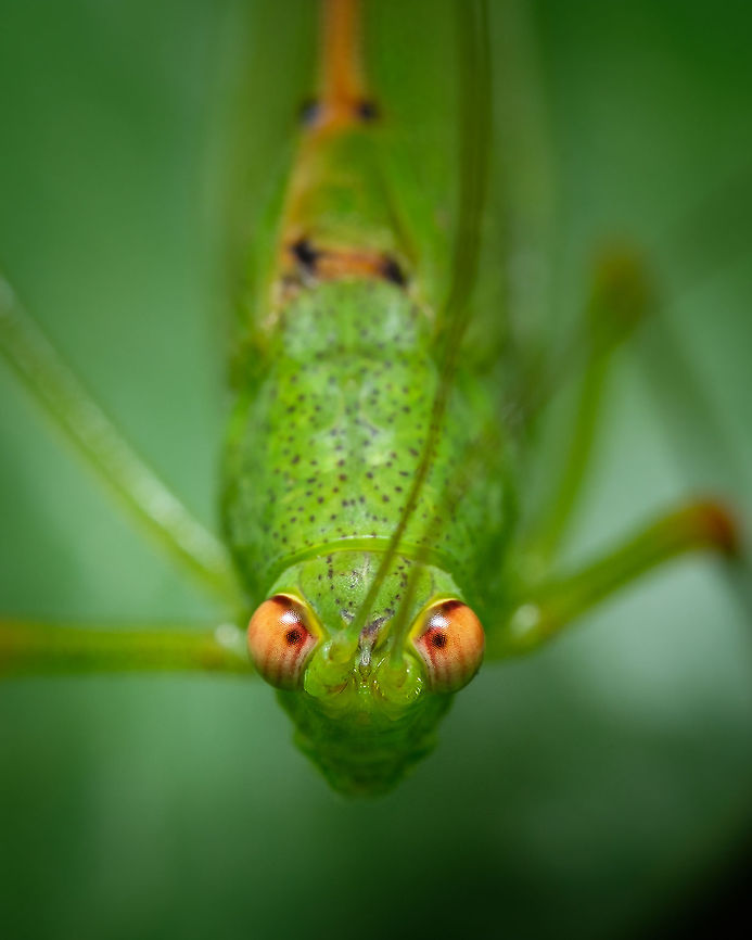 Phaneroptera nana It&#039;s interesting how close I could get without it jumping off...they are friendlier than I thought :-) Europe,Geotagged,Mediterranean Katydid,Phaneroptera nana,Portugal,Summer