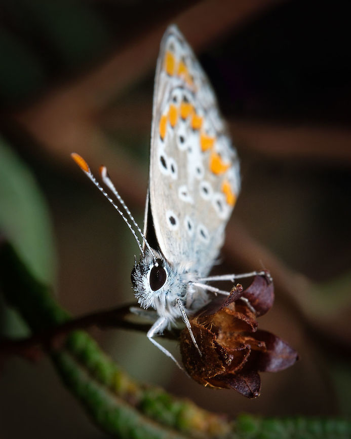Southern Brown Argus Butterflies should be called Beautyflies :-) Aricia cramera,Europe,Fall,Geotagged,Macro,Portugal,Southern Brown Argus,insect