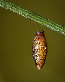 Basket-cocoon parasitoid https://www.jungledragon.com/image/130443/basket-cocoon_parasitoid.html
https://www.jungledragon.com/image/120314/basket-cocoon_parasitoid.html Basket-cocoon Parasitoid,Cocoon,Fall,Geotagged,Meteorus pulchricornis,Portugal,macro