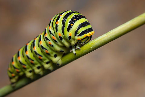 Papilio machaon I love the colors on this caterpillar, so bright and complementary with each other.  Caterpillar,Europe,Fall,Geotagged,Macro,Old World swallowtail,Papilio machaon,Portugal,butterfly caterpillar