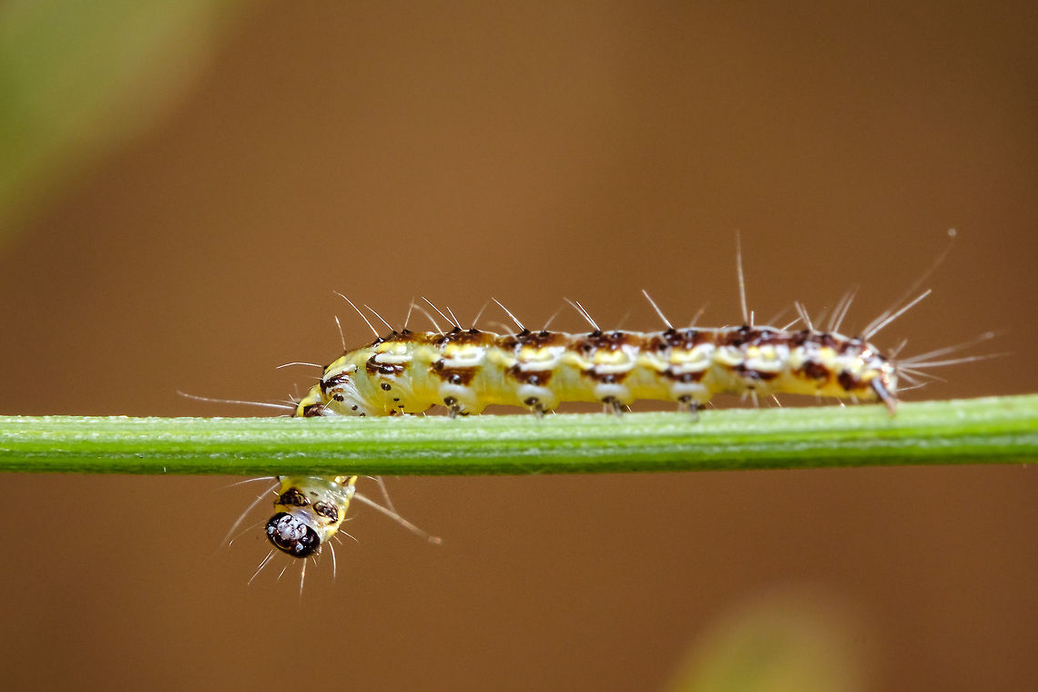 Uresiphita gilvata It really looked like it just stopped to watch me photographing and then went on it&#039;s way, but probably it had no ideia I was there ^_^ Caterpillar,Europe,Fall,Geotagged,Macro,Portugal,Uresiphita gilvata