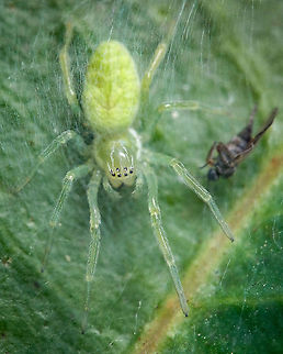 Green spider In the females of Micrommata virescens the body length can reach 12–16 millimetres (0.47–0.63 in), while in the males it is about 7–10 millimetres (0.28–0.39 in).

The cephalothorax and the long legs of the females are bright green, with a lighter green abdomen showing a darker green median stripe. The eight eyes are arranged in two rows and surrounded by white hairs. Males are dark green-olive and have a narrower abdomen, with red sides and a red to red-brown median stripe bordered yellow. Young spiders have a yellow-brown cephalothorax, with dark marginal and median stripes. Only after the last molting in the following spring the juveniles assume the typical coloration of the adults. Europe,Fall,Geotagged,Micrommata virescens,Portugal,macro,spider
