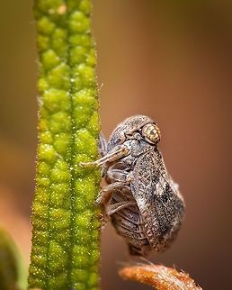 Issus coleoptratus I hope "picture insect" app got this one correct :-) Europe,Geotagged,Issus coleoptratus,Leafhopper,Macro,Portugal,Summer,insects