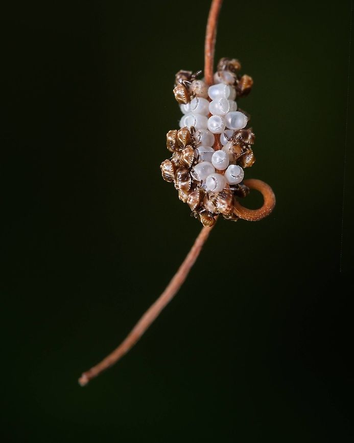 Stink Bug eggs hatching It&#039;s amazing the places they choose to lay the eggs!  Acrosternum heegeri,Europe,Geotagged,Portugal,Summer,insect eggs,stink bug