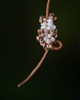 Stink Bug eggs hatching It's amazing the places they choose to lay the eggs!  Acrosternum heegeri,Europe,Geotagged,Portugal,Summer,insect eggs,stink bug