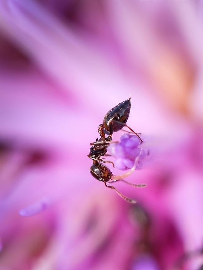 Dark rover ant I&#039;m wondering if these ants eat p&oacute;len from plants... Brachymyrmex patagonicus,Dark Rover Ant,Geotagged,Portugal,Spring