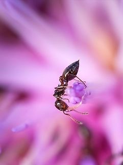 Dark rover ant I'm wondering if these ants eat p&oacute;len from plants... Brachymyrmex patagonicus,Dark Rover Ant,Geotagged,Portugal,Spring