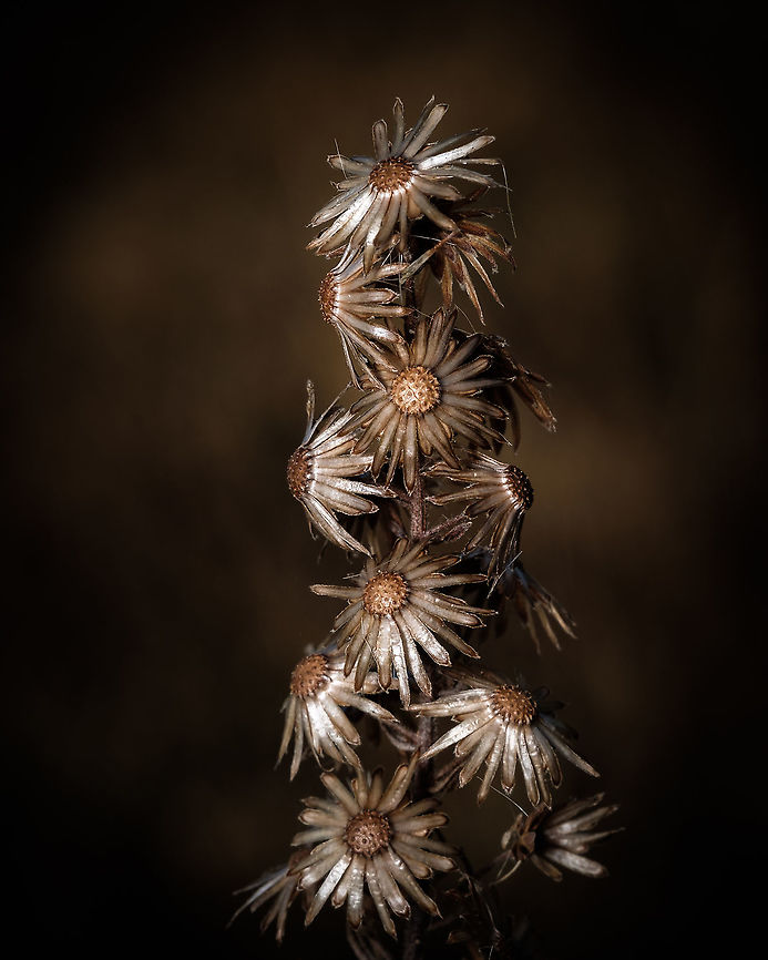 Silver flowers In it's prime, this flower is yellow and green, but I love the silver/golden shades it develops in the autumn.  Dittrichia viscosa,Europe,Fall,False yellowhead,Geotagged,Portugal,flower