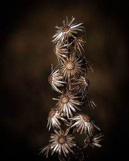 Silver flowers In it's prime, this flower is yellow and green, but I love the silver/golden shades it develops in the autumn.  Dittrichia viscosa,Europe,Fall,False yellowhead,Geotagged,Portugal,flower