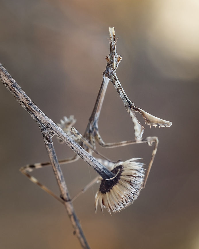 Conehead Mantis This past week I had my first encounter with this species, but I had a few problems, all my batteries for my flash died very quickly and the wind was not my friend that day... The next day I thought: "It's very unlikely that the mantis will be on the same area but I have to give it a try!" So there I went and for my absolute surprise it was on exactly the same branch! This is my favorite shot of that day :-)  Conehead Mantis,Empusa pennata,Europe,Fall,Geotagged,Portugal,insect