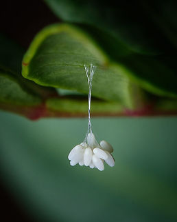 White micro eggs I have no clue what species is this but I find them so beautiful I had to share :-) Europe,Geotagged,Portugal,Summer,eggs