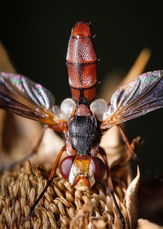 Cylindromyia bicolor A few years ago I only had one thought about flies...let's just say that it wasn't the best compliment in the world :-P<br />
Now I find my self observing the behavior of these peculiar flying creatures...how things change.  Cylindromyia bicolor,Europe,Geotagged,Macro,Portugal,Summer,insect