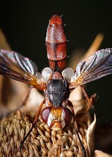 Cylindromyia bicolor A few years ago I only had one thought about flies...let's just say that it wasn't the best compliment in the world :-P
Now I find my self observing the behavior of these peculiar flying creatures...how things change.  Cylindromyia bicolor,Europe,Geotagged,Macro,Portugal,Summer,insect