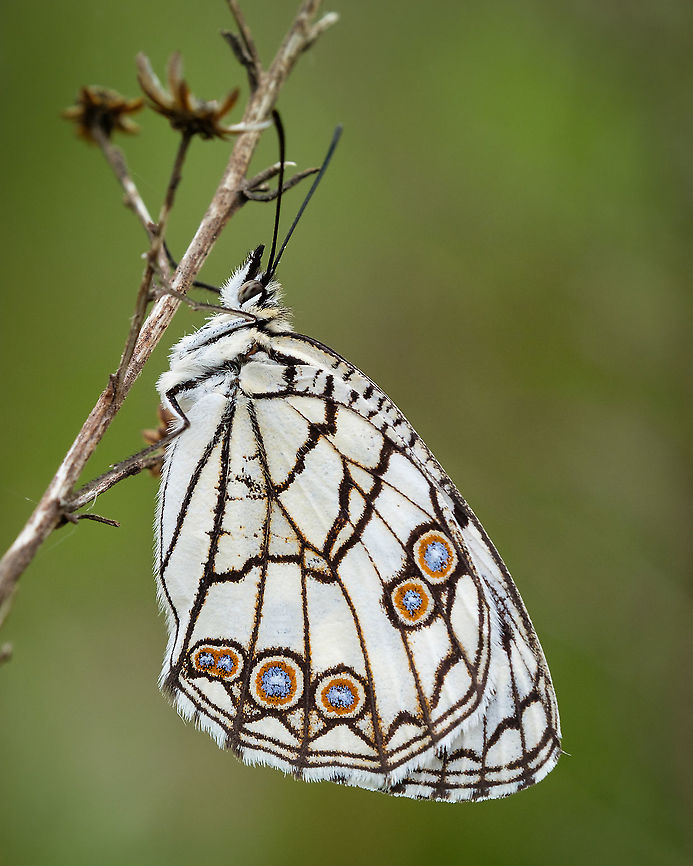 Spanish marbled white This was the first butterfly I ever photographed up close. I think the early morning cold got her to stay still for me :-) Butterfly,Europe,Geotagged,Macro,Melanargia ines,Portugal,Spanish marbled white,Spring,insect