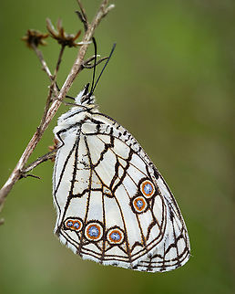 Spanish marbled white This was the first butterfly I ever photographed up close. I think the early morning cold got her to stay still for me :-) Butterfly,Europe,Geotagged,Macro,Melanargia ines,Portugal,Spanish marbled white,Spring,insect