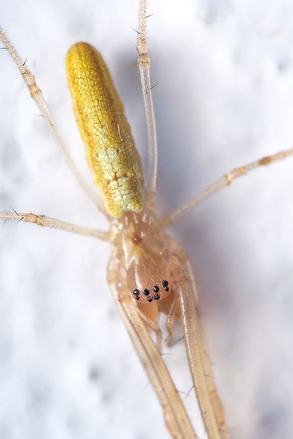 Common stretch spider 02 A closer look at my previous post:<br />
<figure class="photo"><a href="https://www.jungledragon.com/image/125002/common_stretch_spider.html" title="Common stretch spider"><img src="https://s3.amazonaws.com/media.jungledragon.com/images/5939/125002_thumb.jpg?AWSAccessKeyId=05GMT0V3GWVNE7GGM1R2&Expires=1769040010&Signature=W%2F404bfuosEGcgoCdbcn9ZeT9uU%3D" width="102" height="152" alt="Common stretch spider This spider was stretched when I found her but as I approached her to take this shot she changed to this pose. I assume this is their defense position...<br />
Closer look:<br />
https://www.jungledragon.com/image/125021/common_stretch_spider_02.html  Europe,Geotagged,Macro,Portugal,Summer,Tetragnatha extensa,spider" /></a></figure>  Europe,Geotagged,Macro,Portugal,Summer,Tetragnatha extensa,close up,spider