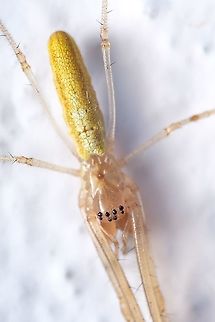 Common stretch spider 02 A closer look at my previous post:
https://www.jungledragon.com/image/125002/common_stretch_spider.html  Europe,Geotagged,Macro,Portugal,Summer,Tetragnatha extensa,close up,spider