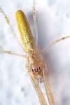 Common stretch spider 02 A closer look at my previous post:<br />
https://www.jungledragon.com/image/125002/common_stretch_spider.html  Europe,Geotagged,Macro,Portugal,Summer,Tetragnatha extensa,close up,spider