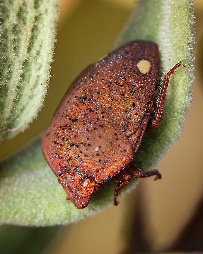 Interesting Shield Bug The direct translation from Portuguese to English is &quot;two-moon-shield-bug&quot;. Interesting name and phisionomy :-) Elvisurini,Europe,Fall,Geotagged,Portugal,Scutelleridae,Solenosthedium bilunatum,bug,insect,macro