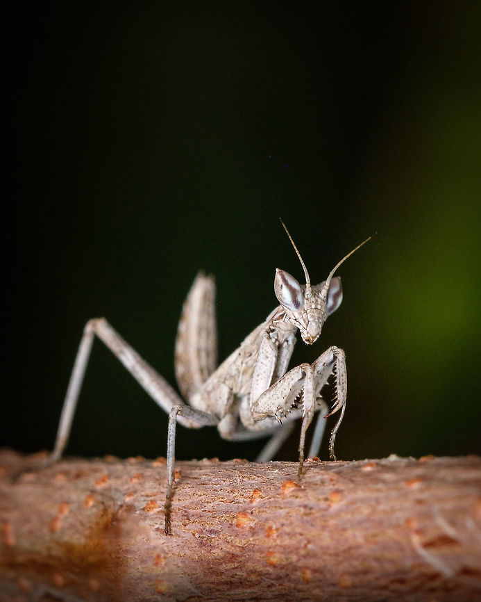 Tiny Mantis When I spotted this beautiful creature I was puzzled by it's size, "is it a baby Mantis? Is it a Dwarf mantis?"<br />
Turns out it really is a Dwarf mantis! Incredible.<br />
<figure class="photo"><a href="https://www.jungledragon.com/image/130031/european_dwarf_mantis.html" title="European dwarf mantis"><img src="https://s3.amazonaws.com/media.jungledragon.com/images/5939/130031_thumb.jpg?AWSAccessKeyId=05GMT0V3GWVNE7GGM1R2&Expires=1769040010&Signature=MXpMQI9MpP8LkYMgAcMjxEKE%2FJ8%3D" width="122" height="152" alt="European dwarf mantis Another perspective:<br />
https://www.jungledragon.com/image/125131/tiny_mantis.html Ameles spallanzania,Europe,European dwarf mantis,Fall,Geotagged,Macro,Portugal,insect" /></a></figure> Ameles spallanzania,Europe,European dwarf mantis,Fall,Geotagged,Portugal,insect