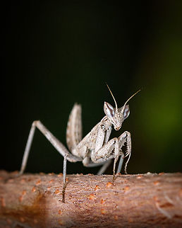 Tiny Mantis When I spotted this beautiful creature I was puzzled by it's size, "is it a baby Mantis? Is it a Dwarf mantis?"
Turns out it really is a Dwarf mantis! Incredible.
https://www.jungledragon.com/image/130031/2021112906.html Ameles spallanzania,Europe,European dwarf mantis,Fall,Geotagged,Portugal,insect