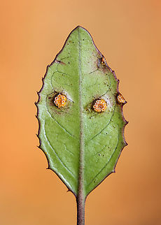 Leaf eyes Does anyone know what are these circles on this leaf? Is it fungi or eggs?  Fall,Geotagged,Leaf,Portugal,macro