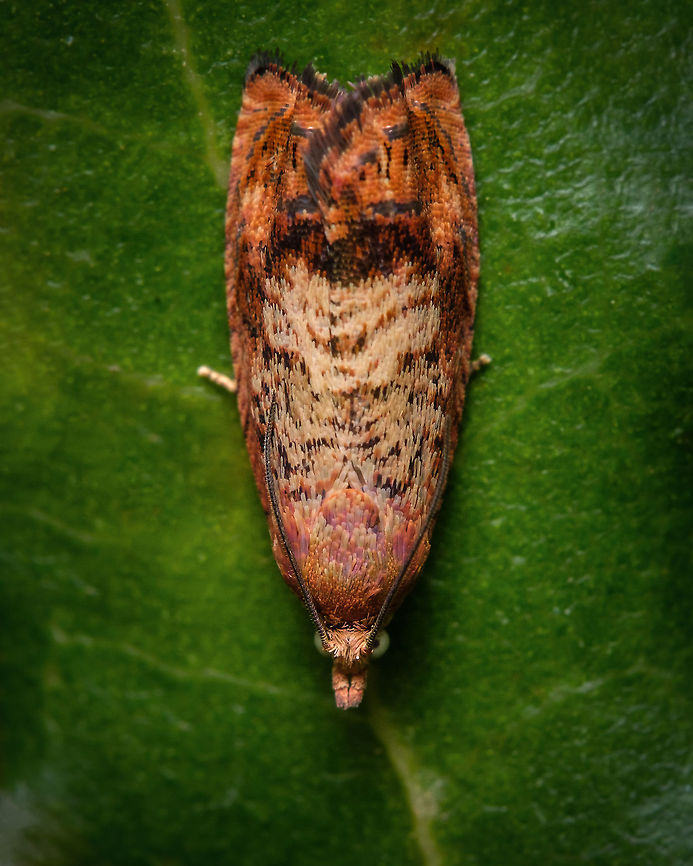 Cydia splendana  Chestnut tortrix,Cydia splendana,Fall,Geotagged,Moth,Portugal,insect