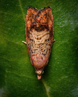 Cydia splendana  Chestnut tortrix,Cydia splendana,Fall,Geotagged,Moth,Portugal,insect