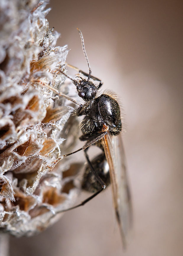 Harvester ant Since I was a little boy I thought these insects were not ants, but recently I found out that they are ants with wings and that they lose them (wings) at some point of their lives...I hope I'm not mistaken ^_^ Europe,Fall,Geotagged,Messor barbarus,Portugal,ant,macro