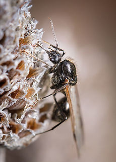 Harvester ant Since I was a little boy I thought these insects were not ants, but recently I found out that they are ants with wings and that they lose them (wings) at some point of their lives...I hope I'm not mistaken ^_^ Europe,Fall,Geotagged,Messor barbarus,Portugal,ant,macro