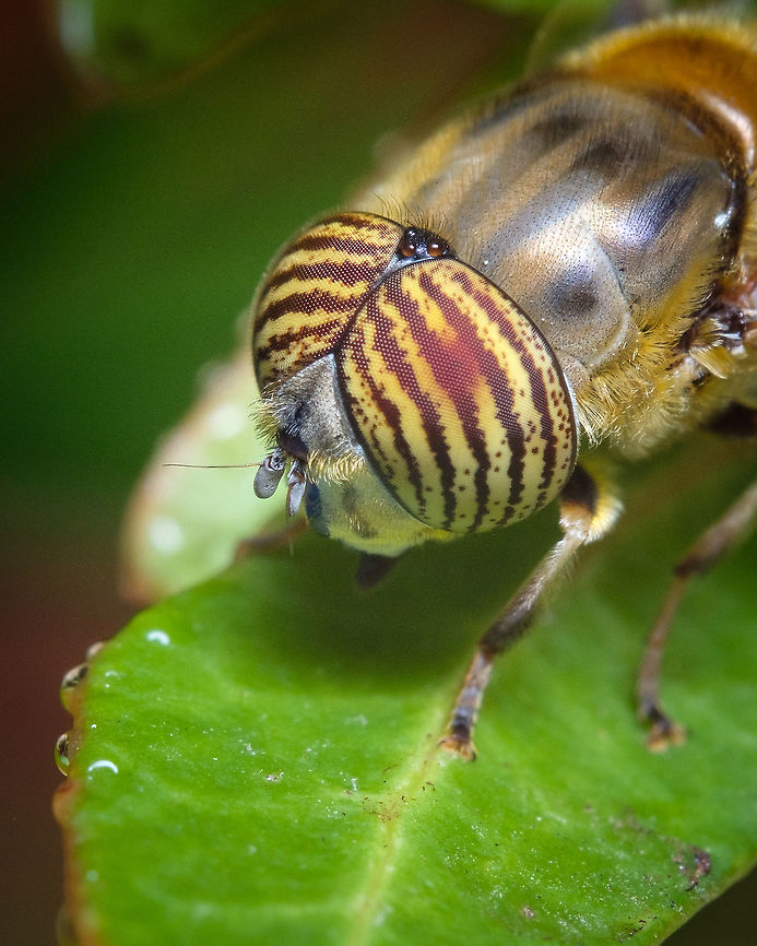 Band-eyed drone fly I was very surprised to find that the common name of this fly in Portuguese is &quot;Mosca tigre&quot; that means Tigre Fly.  Band-eyed Drone Fly,Eristalinus taeniops,Eyes,Geotagged,Macro,Portugal,Summer,fly