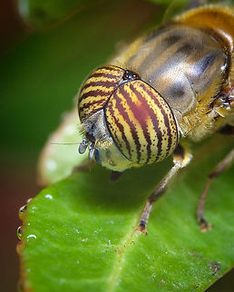 Band-eyed drone fly I was very surprised to find that the common name of this fly in Portuguese is "Mosca tigre" that means Tigre Fly.  Band-eyed Drone Fly,Eristalinus taeniops,Eyes,Geotagged,Macro,Portugal,Summer,fly