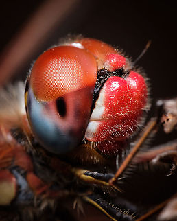 Red-veined darter A closer look on the post below:
https://www.jungledragon.com/image/123605/red-veined_darter_male.html Europe,Fall,Geotagged,Macro,Portugal,Red-veined darter,Sympetrum fonscolombii,eye,insect