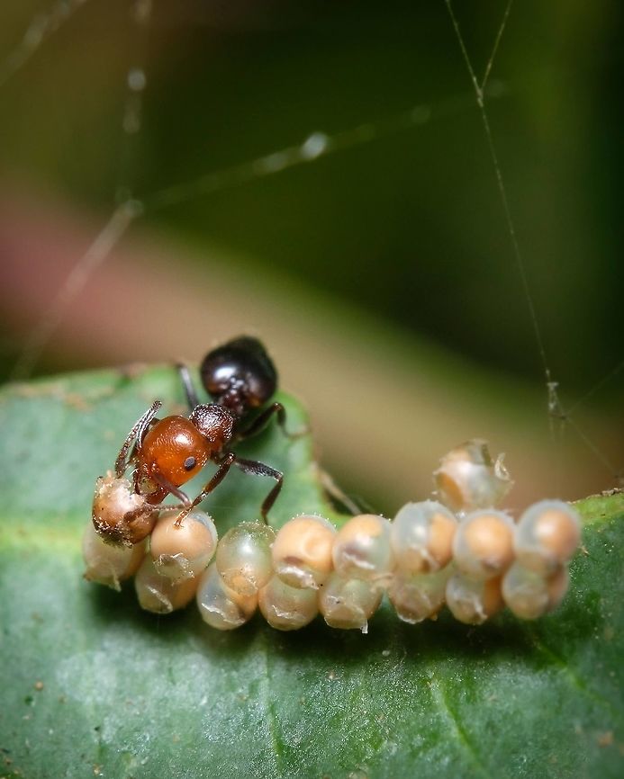 Feasting on a Stink Bug's eggs While I was taking this shot, a Stink Bug was very close by, I don&#039;t know if it was the &quot;mother&quot; of these eggs but I assumed it was...  Crematogaster scutellaris,Europe,Geotagged,Mediterranean Acrobat Ant,Portugal,Stink Bug Eggs,Summer,eggs,insect