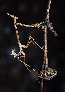 Conehead Mantis Portrait:
https://www.jungledragon.com/image/128764/portrait_of_a_conehead_mantis.html Conehead Mantis,Empusa pennata,Europe,Fall,Geotagged,Macro,Portugal,insect,praying mantis