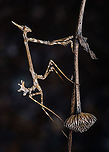 Conehead Mantis Portrait:<br />
https://www.jungledragon.com/image/128764/portrait_of_a_conehead_mantis.html Conehead Mantis,Empusa pennata,Europe,Fall,Geotagged,Macro,Portugal,insect,praying mantis