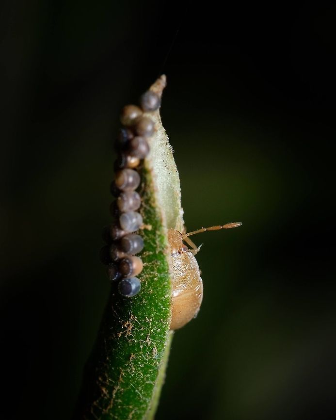 Stink Bug with it's eggs I guess this Stink Bug calls this leave Home Sweet Home ^_^ Acrosternum heegeri,Eggs,Europe,Geotagged,Macro,Portugal,Summer,insect