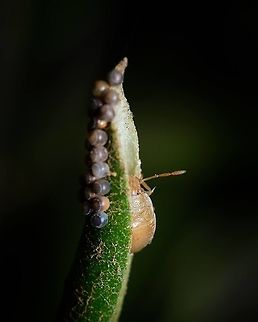 Stink Bug with it's eggs I guess this Stink Bug calls this leave Home Sweet Home ^_^ Acrosternum heegeri,Eggs,Europe,Geotagged,Macro,Portugal,Summer,insect