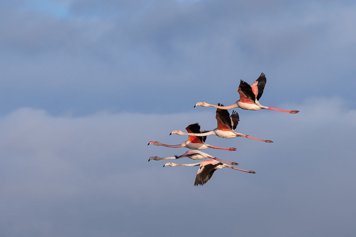 Flamingos This was my first attempt at bird photography...conclusion: it&#039;s pretty hard to get a decent shot! But I will definitely try again ^_^ Europe,Fall,Geotagged,Greater flamingo,Phoenicopterus roseus,Portugal,birding,flying