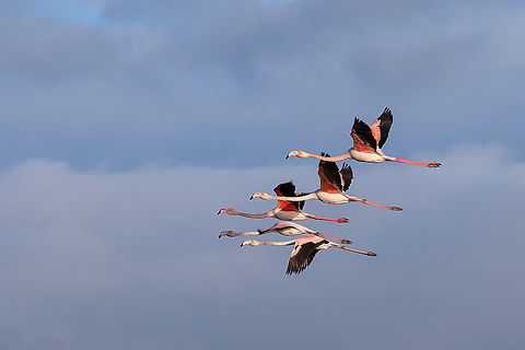 Flamingos This was my first attempt at bird photography...conclusion: it's pretty hard to get a decent shot! But I will definitely try again ^_^ Europe,Fall,Geotagged,Greater flamingo,Phoenicopterus roseus,Portugal,birding,flying