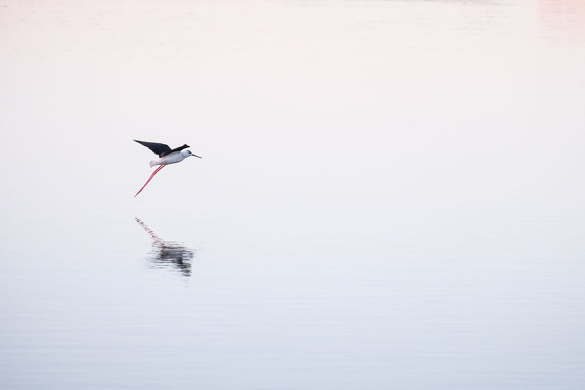 Black-winged Stilt This is another capture of my first day on bird photography.  Black-winged stilt,Europe,Fall,Geotagged,Himantopus himantopus,Portugal,bird,flying