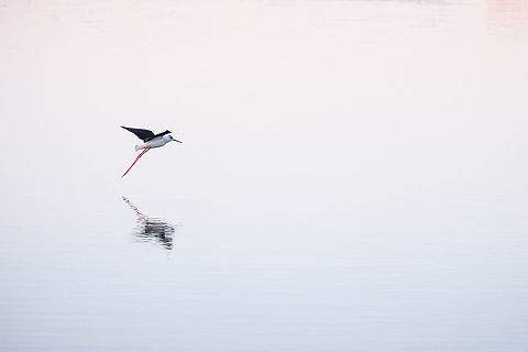 Black-winged Stilt This is another capture of my first day on bird photography.  Black-winged stilt,Europe,Fall,Geotagged,Himantopus himantopus,Portugal,bird,flying