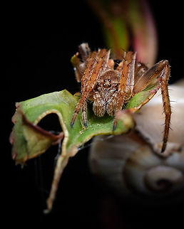 Gorse Orbweaver This little friend was resting by a snail's shell, I wonder if this snail was a friend or a meal ^_^ Agalenatea redii,Europe,Fall,Geotagged,Gorse Orbweaver,Portugal,macro,spider