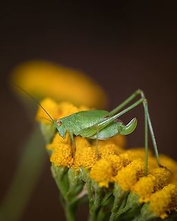 Mediterranean Katydid Anyone knows if this is a male or a female?  Ensifera,Europe,Geotagged,Mediterranean Katydid,Phaneroptera nana,Portugal,Summer,close up