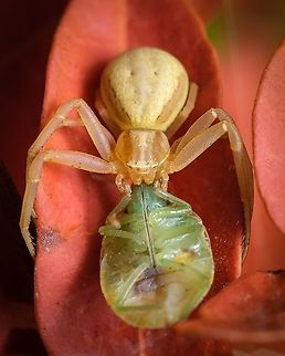 Hungry spider Stink Bug hunted down by a spider.  Europe,Feeding,Geotagged,Macro,Portugal,Runcinia grammica,Summer,hunt,insect,spider,stink Bug,yellow