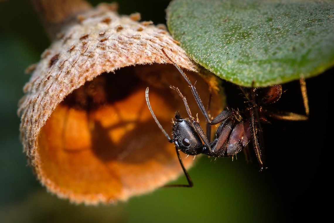 Looking for shelter I found this beautiful ant sniffing this empty shell, I guess it was looking for some residues of the fruit that once was there...  Blood-spotted Sugar Ant,Camponotus cruentatus,Europe,Fall,Geotagged,Macro,Portugal,ant,shadow