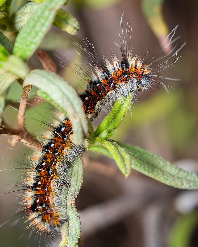 Psilogaster loti I only had one brief encounter with this peculiar being and had no time to get a more interesting perspective, but I guess it's always worth sharing ^_^ Europe,Fall,Geotagged,Macro,Portugal,Psilogaster loti,Southern Lappet