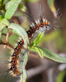 Psilogaster loti I only had one brief encounter with this peculiar being and had no time to get a more interesting perspective, but I guess it's always worth sharing ^_^ Europe,Fall,Geotagged,Macro,Portugal,Psilogaster loti,Southern Lappet